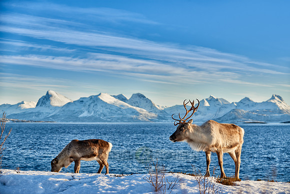 Reindeer at sea