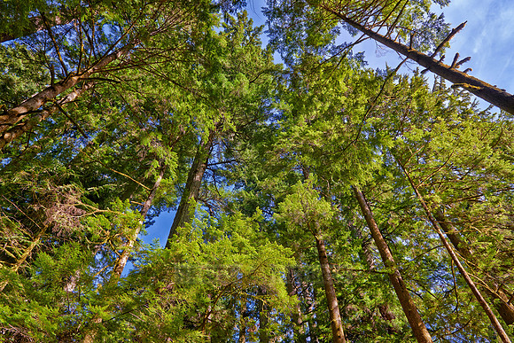 Cathedral Grove in MacMillan Park