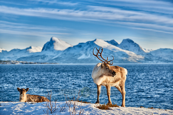 Reindeer at sea