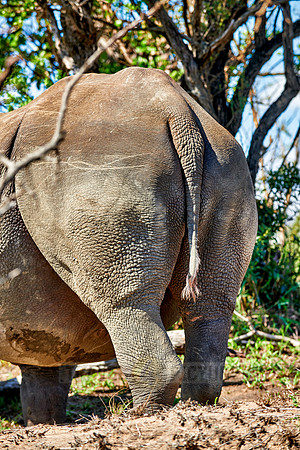 backside of Southern white rhinoceros