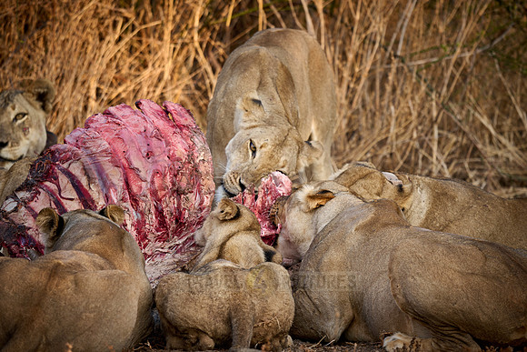 pride of lioness (Panthera leo) at buffalo kill