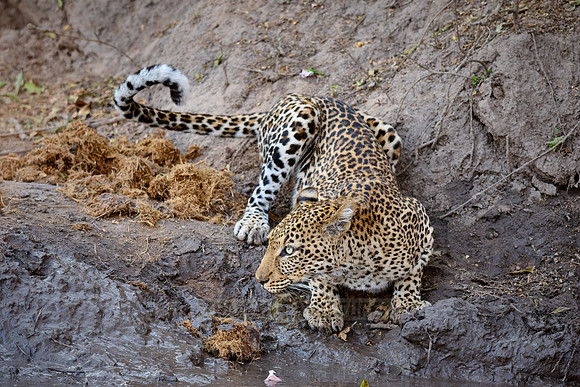 African leopard (Panthera pardus pardus)