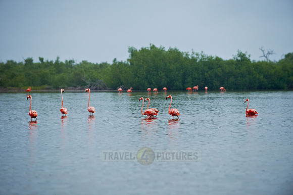American Flamingo, Phoenicopterus ruber
