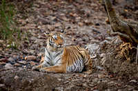 Bengal tiger (Panthera tigris tigris)
