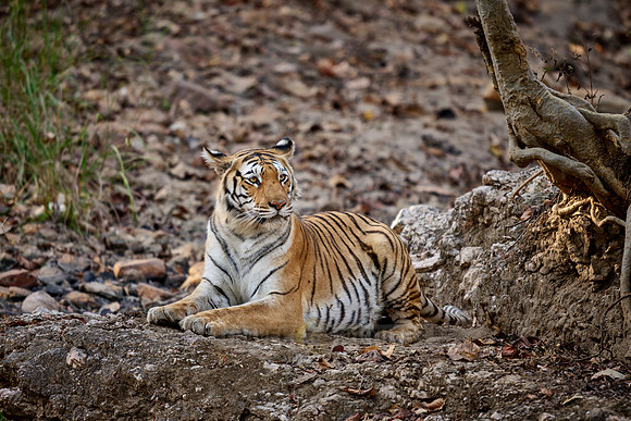 Bengal tiger (Panthera tigris tigris)