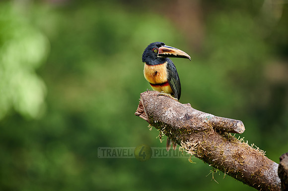 collared aracari (Pteroglossus torquatus)
