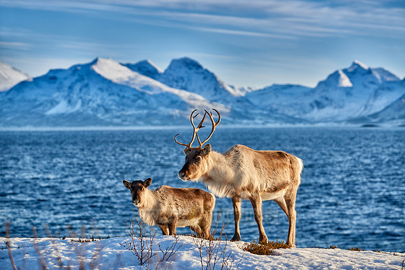 Reindeer at sea