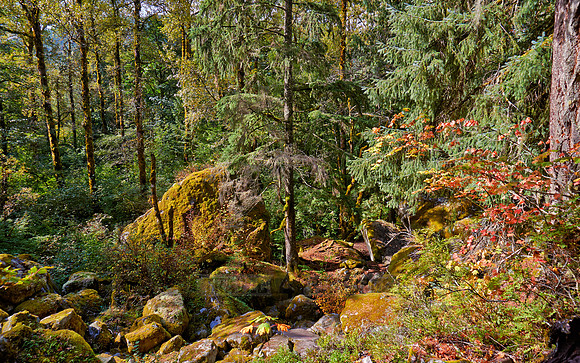 Great Bear Rainforest