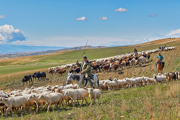 sheep herd in treeless landscape