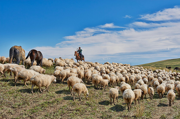 sheep herd in treeless landscape
