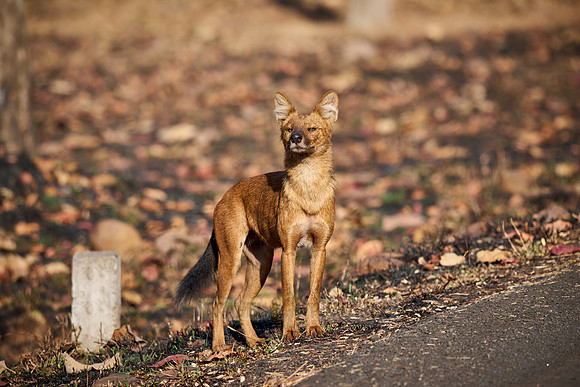 dhole (Cuon alpinus) or indian wild dog