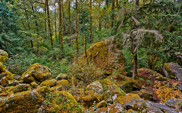 Great Bear Rainforest