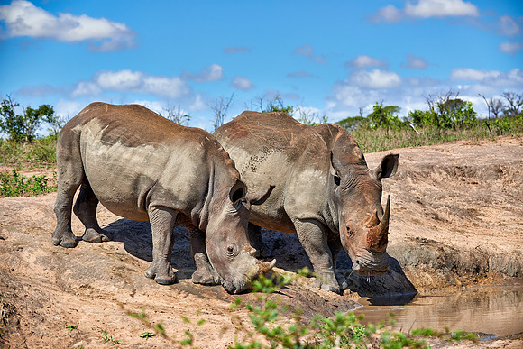 two Southern white rhinoceros