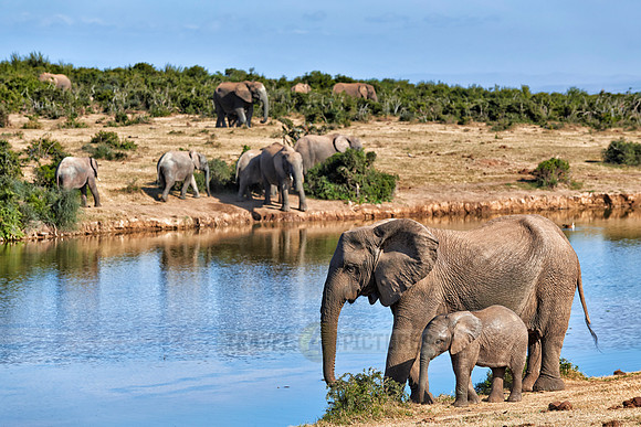 African bush elephants with youngster