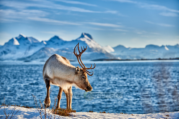 Reindeer at sea