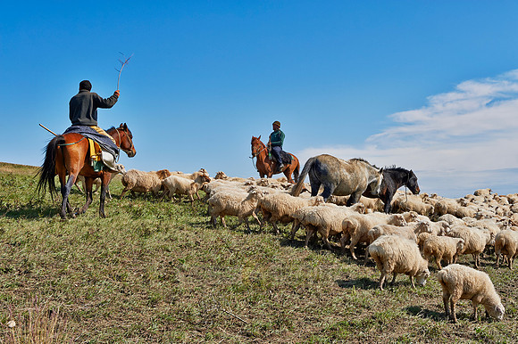 sheep herd in treeless landscape
