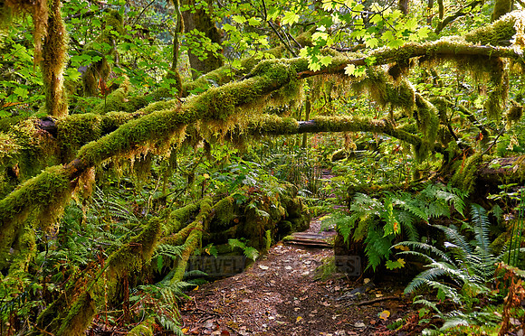 Great Bear Rainforest