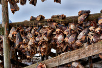 thousands of fishheads of Atlantic cod hanging to dry