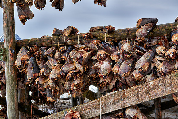 thousands of fishheads of Atlantic cod hanging to dry