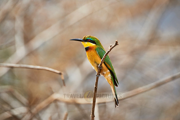 little bee-eater