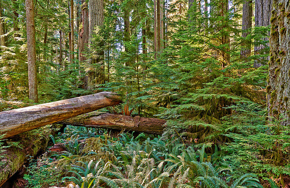 Cathedral Grove in MacMillan Park
