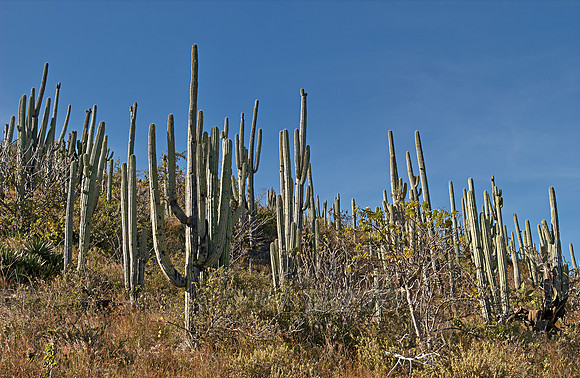 landscape with cacti