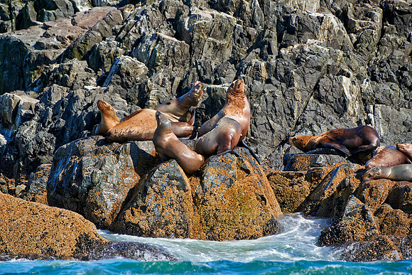 colony of Steller sea lion