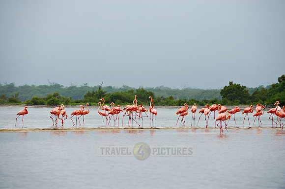 American Flamingo, Phoenicopterus ruber