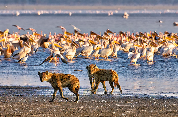 Spotted Hyenas hunting birds