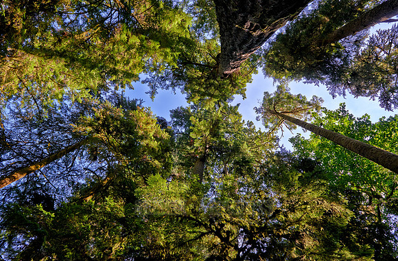 Cathedral Grove in MacMillan Park