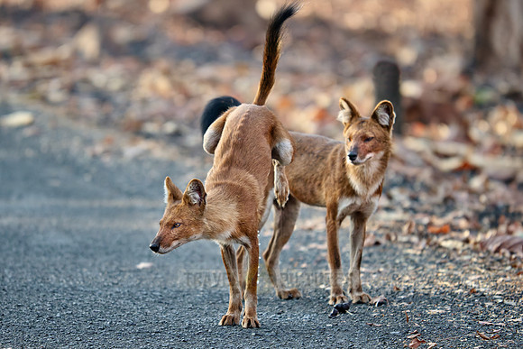 pack of dhole (Cuon alpinus) or indian wild dog