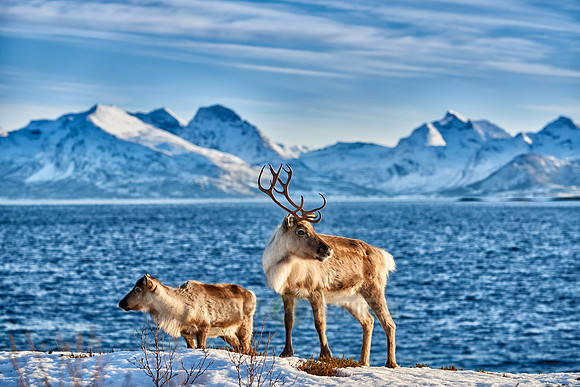 Reindeer at sea