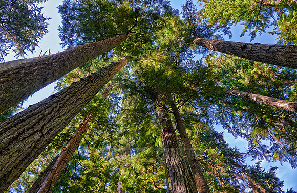 Cathedral Grove in MacMillan Park