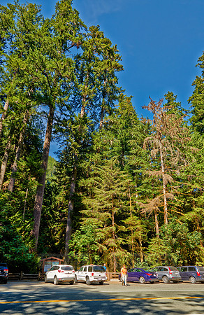 Cathedral Grove in MacMillan Park