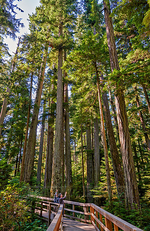 Cathedral Grove in MacMillan Park