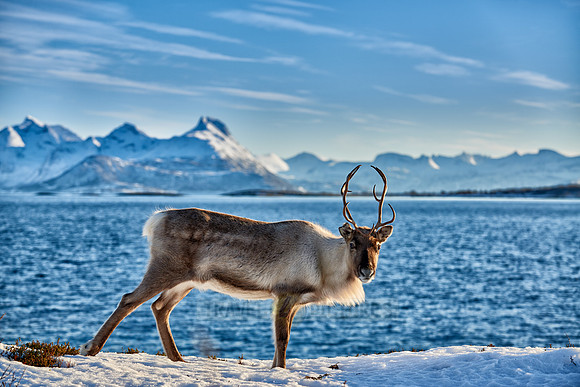 Reindeer at sea