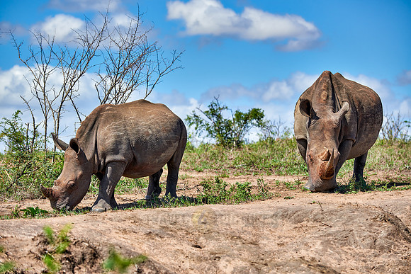 two Southern white rhinoceros