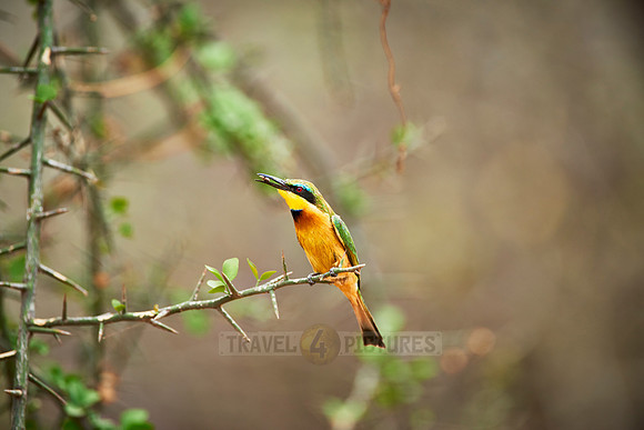 little bee-eater