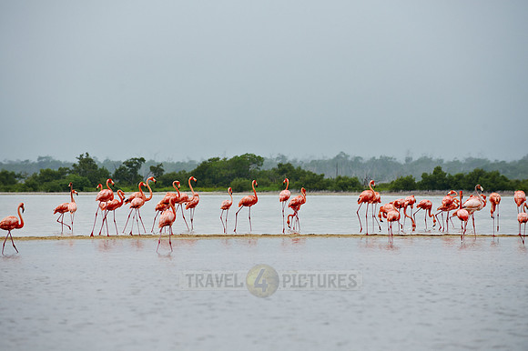American Flamingo, Phoenicopterus ruber