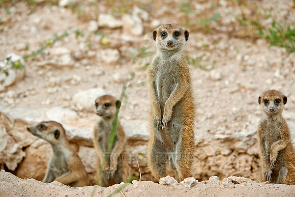 meerkat or suricate, Suricata suricatta