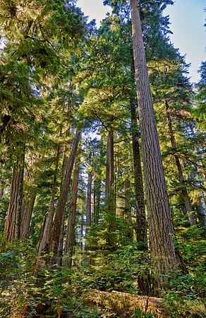 Cathedral Grove in MacMillan Park