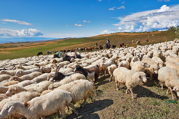 sheep herd in treeless landscape