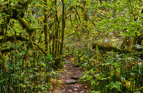 Great Bear Rainforest