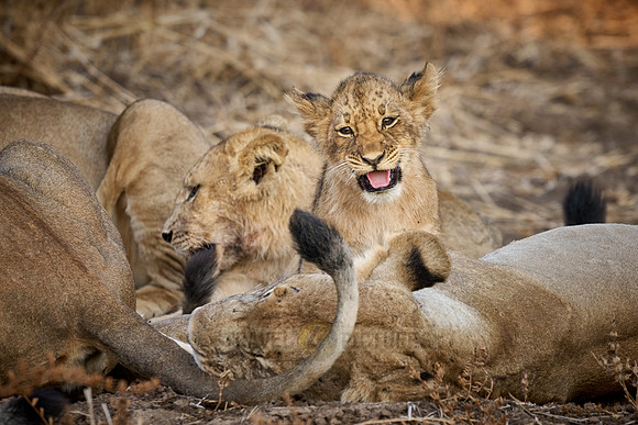pride of lioness (Panthera leo) with cubs