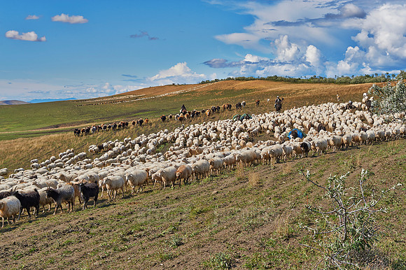 sheep herd in treeless landscape