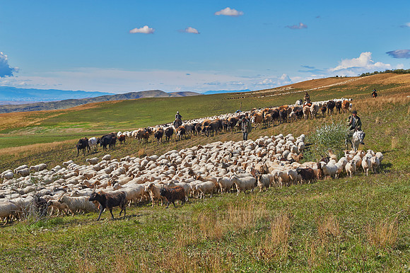 sheep herd in treeless landscape