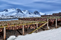 thousands of fishheads of Atlantic cod hanging to dry