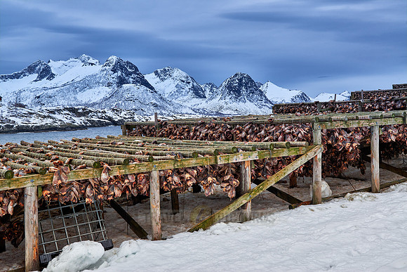 thousands of fishheads of Atlantic cod hanging to dry