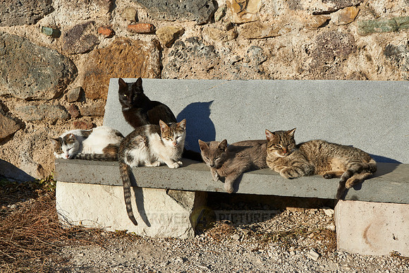 group of cats sitting  at Medieval fortress