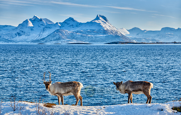 Reindeer at sea